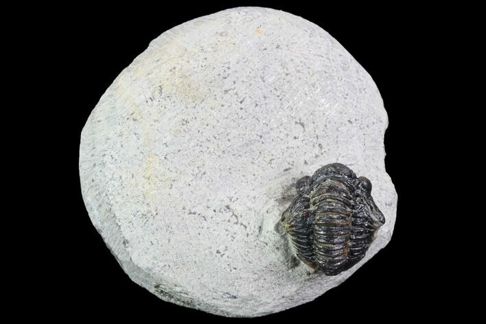 Bargain, Gerastos Trilobite Fossil - Morocco #87573